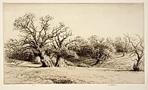 Oaks in Windsor Park by Kerr Eby