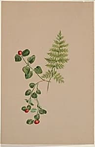 Partridgeberry (Mitchella repens) by Mary Vaux Walcott