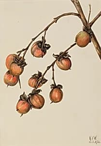 Persimmon (Diospyros virginiana) by Mary Vaux Walcott