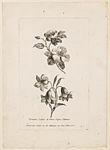 Print by Jean-Baptiste Pillement, French, 1728–1808