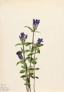 Riverbank Gentian (Gentiana affinis) by Mary Vaux Walcott