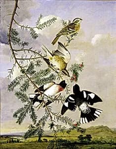 Rose-Breasted Grosbeak by Joseph Bartholomew Kidd, Scottish