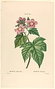 Rubus odoratus by Jarry, French, active 19th c.