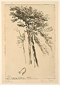 Scotch Firs