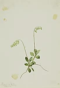 Sidebells Pyrola (Pyrola secunda) by Mary Vaux Walcott
