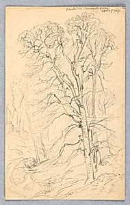 Sketches of Trees