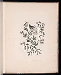 Spray of Flowers by Jean-Baptiste Pillement, French, 1728–1808