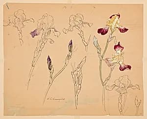 Studies of Irises