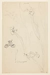 Studies of Irises