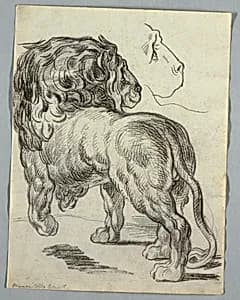 Study of a Lion by Unknown