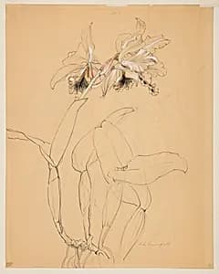 Study of an Orchid