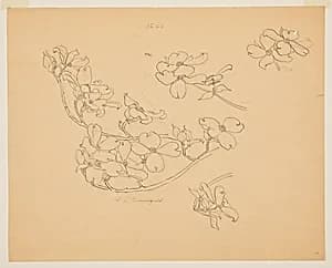 Study of Dogwood