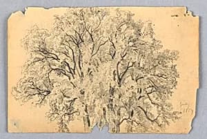 Study of elm tree by William Trost Richards, American, 1833–1905