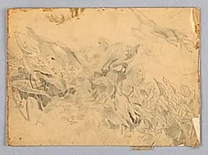 Study of foliage
