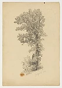 Study of foliage