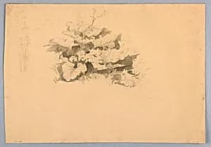 Study of foliage