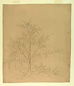 Study of foliage