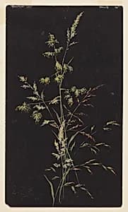Study of Grass in Seed