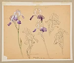 Study of Irises