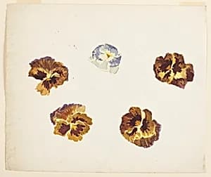 Study of Pansies