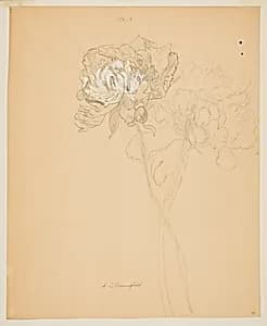 Study of Peonies