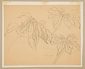 Study of Poinsettias