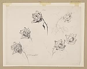 Study of Roses