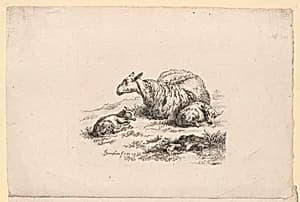 Study of Sheep