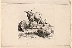Study of Sheep