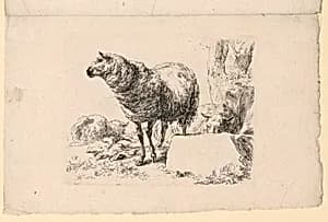 Study of Sheep