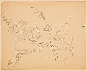 Study of Squash Vines