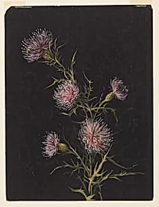 Study of Thistles