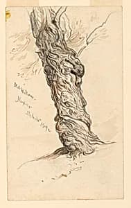 Study of Tree