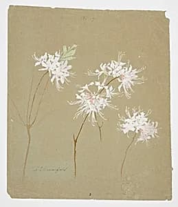 Study of Wild Azalea