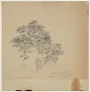 Tamarind Tree, Jamaica by Frederic Edwin Church, American, 1826–1900