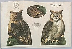 The Owl