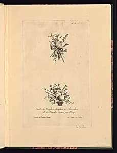 Title Page and Two Trophy Designs