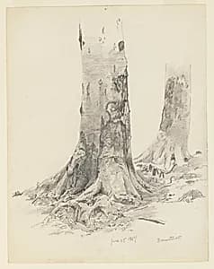 Tree Trunks, Darmstadt by William Trost Richards, American, 1833–1905