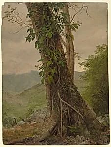 Tree with Vines, Jamaica by Frederic Edwin Church, American, 1826–1900