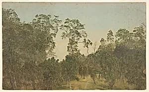 Trees, Jamaica by Frederic Edwin Church, American, 1826–1900