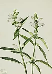 Turtlehead (Chelone glabra) by Mary Vaux Walcott