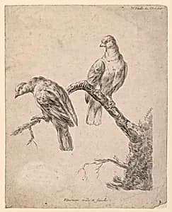 Two Birds on a Branch