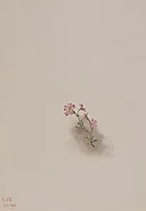 Untitled--Flower Study by Mary Vaux Walcott