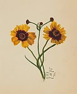 (Untitled) by Mary Vaux Walcott
