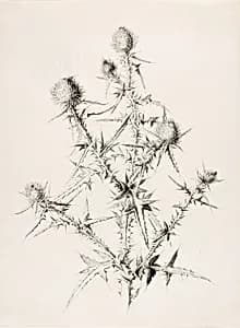 Untitled (Thistle) by George Elbert Burr