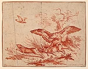 Vulture Killing a Hare