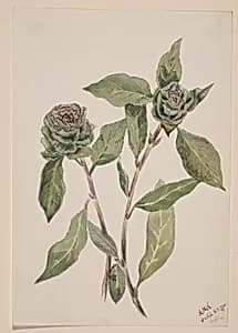 Willow (Salix) by Mary Vaux Walcott