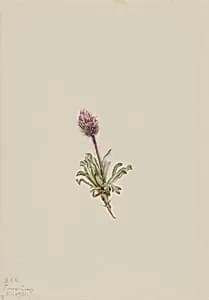 Woolly Fleabane (Erigeron lanatus) by Mary Vaux Walcott