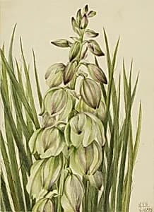 Yucca (Yucca baileyi) by Mary Vaux Walcott