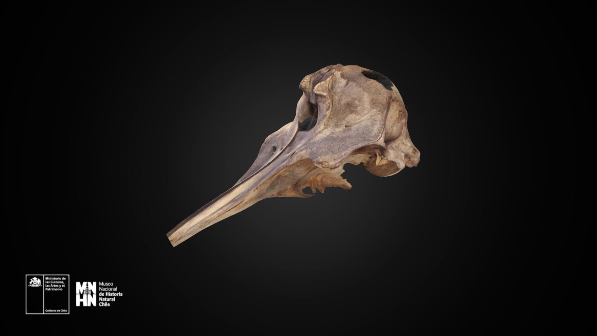 Mesoplodon peruvianus 1604